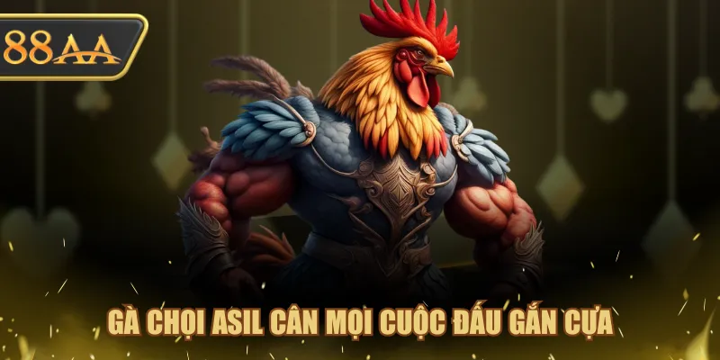 Gà chọi Asil cân mọi cuộc đấu gắn cựa